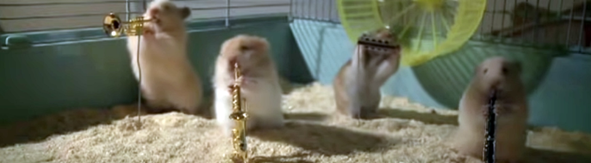 Hamster jazz-band w reklamie