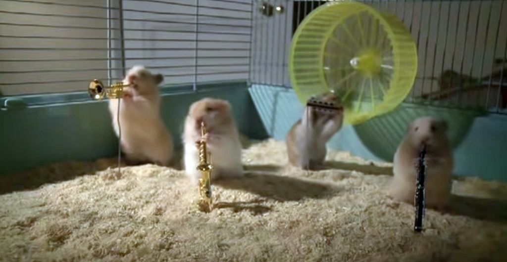 Hamster jazz-band w reklamie