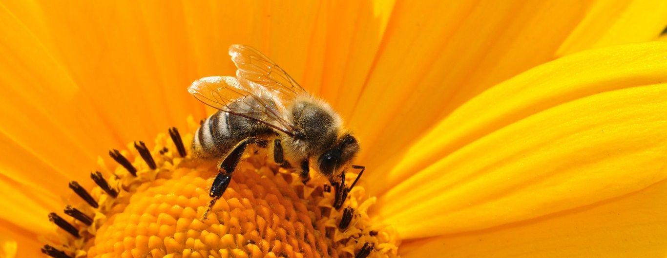 Bee(ma)rketing, czyli brand purpose na słodko